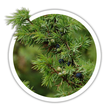 Ялівець звичайний / Juniperus communis